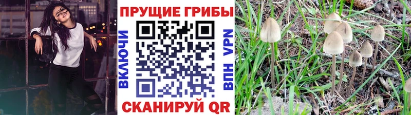 Псилоцибиновые грибы Psilocybe  Родники 